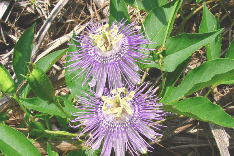Passionflower